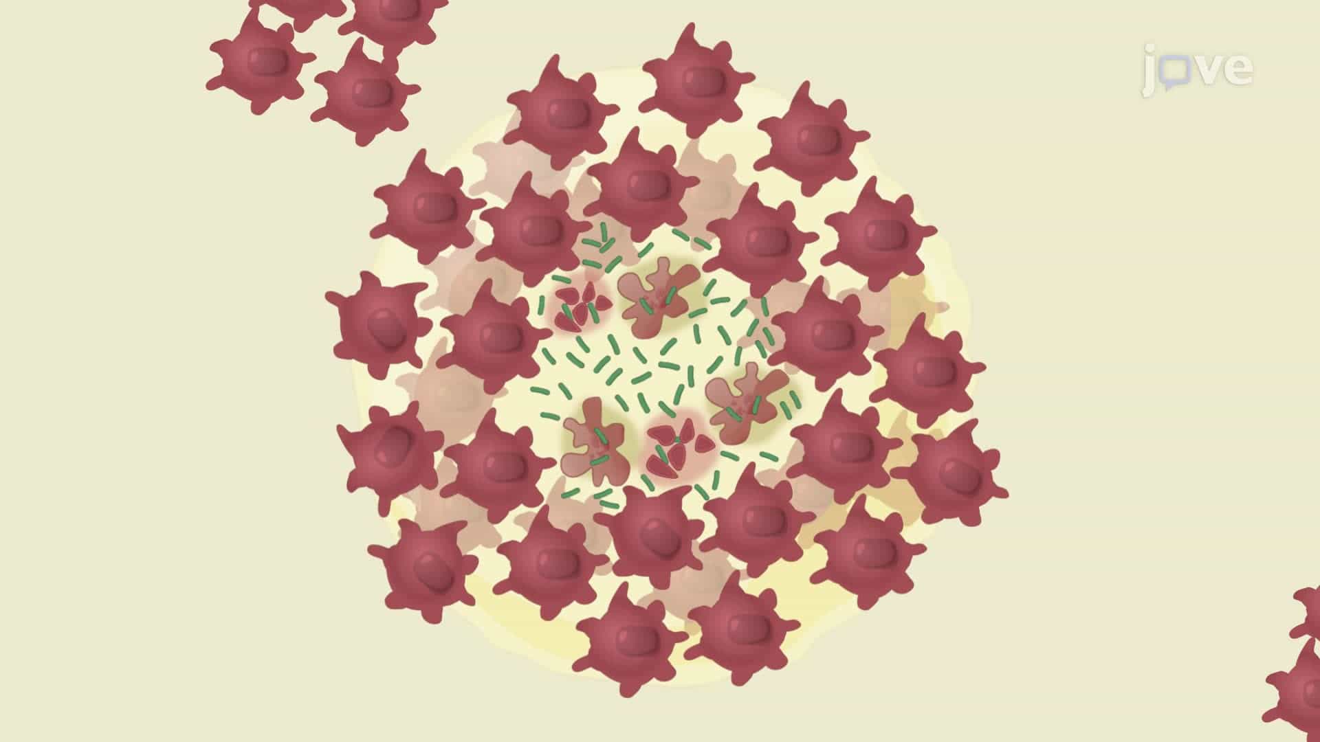 An Assay to Evaluate Drug Efficacy against a Mycobacterium tuberculosis Infection Model