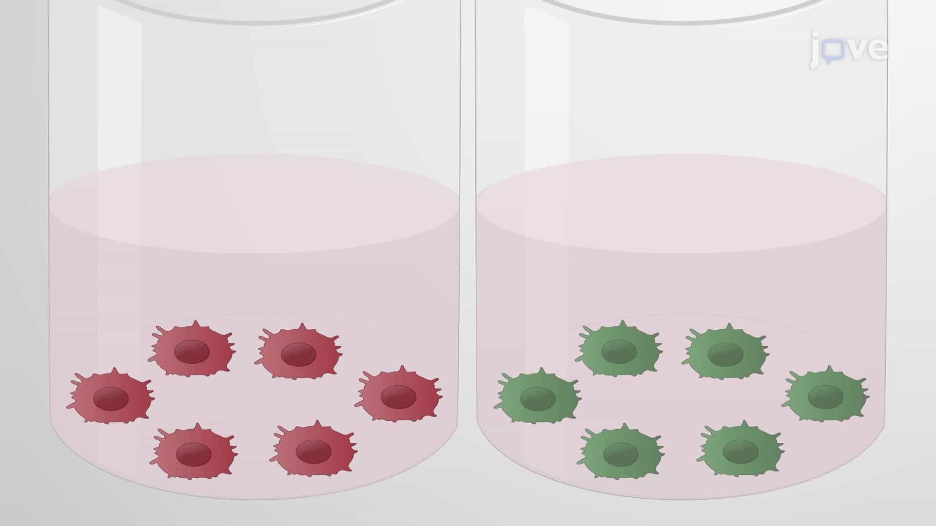 An Assay to Screen Bioactive Nanoparticles for Toll-Like Receptor Signaling Inhibition