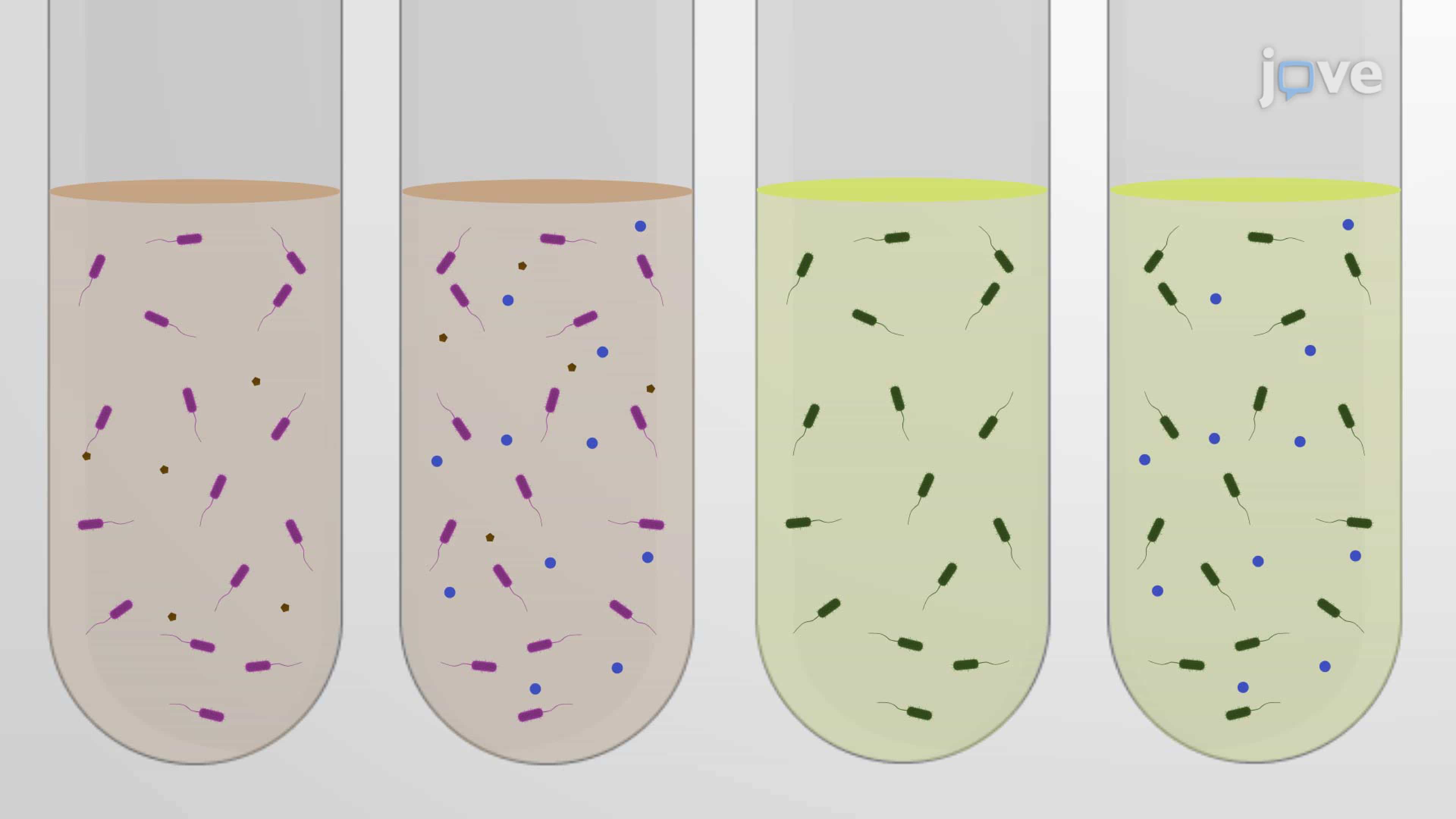 A Spot Plate Assay for Evaluating Oxidative Stress Responses in Bacterial Strains