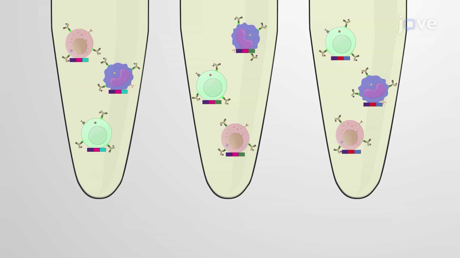 A Barcoding Assay for Phenotypic and Functional Characterization of Immune Cells