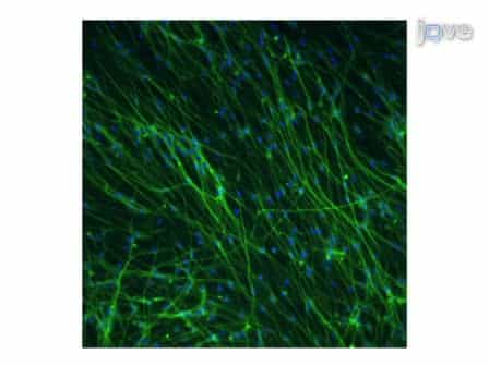 Growth and Differentiation of Adult Hippocampal Arctic Ground Squirrel Neural Stem Cells
