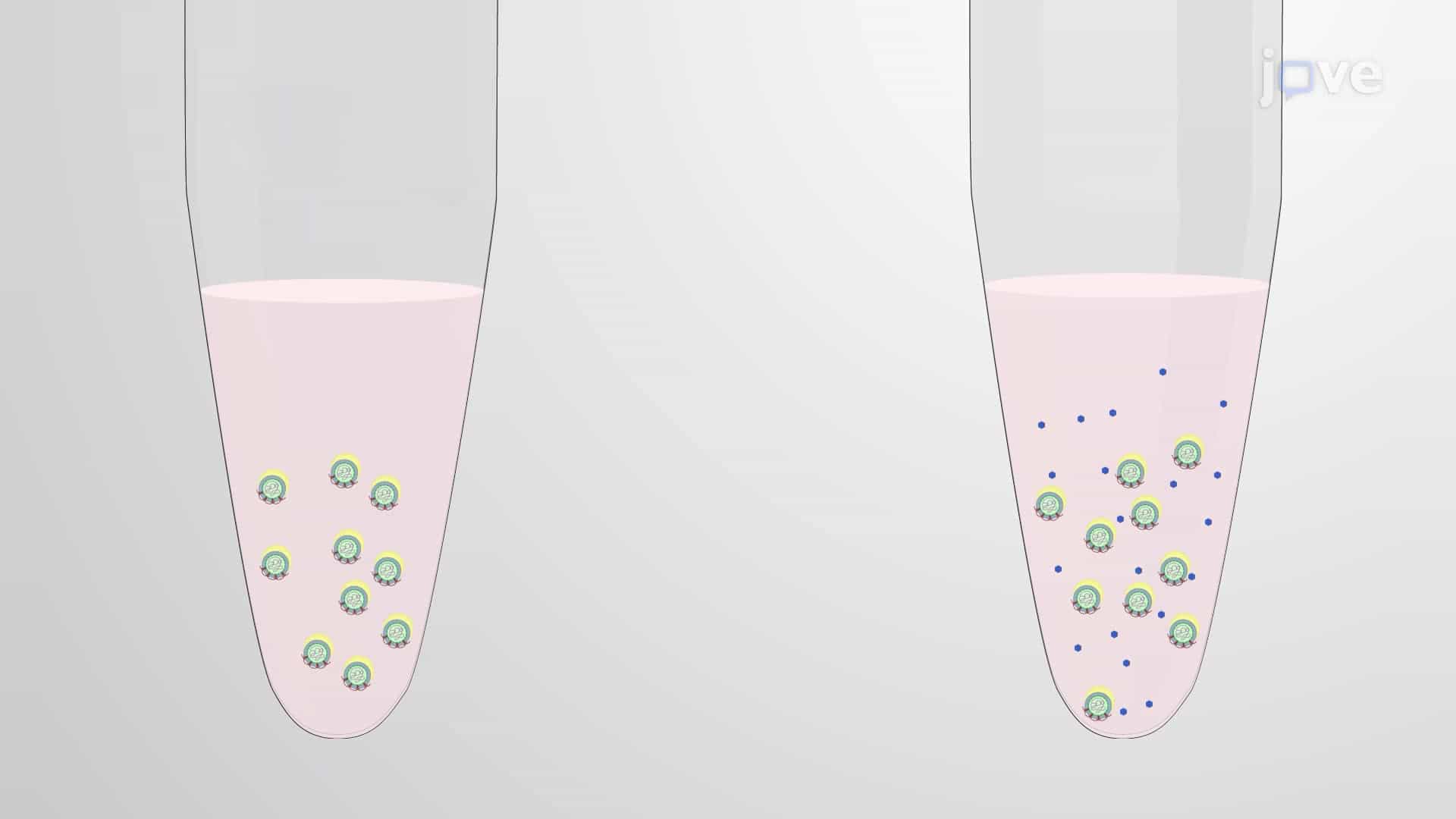 Assessing the Effectiveness of an Antiviral Test Compound through a Viral Inactivation Assay