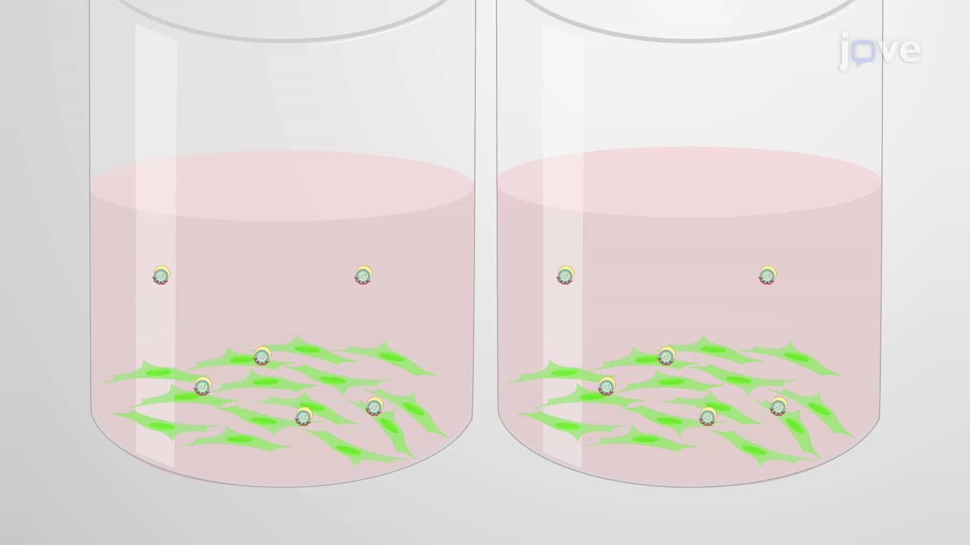 An Assay to Evaluate the Effect of Test Compounds on Viral Entry and Fusion in Host Cells