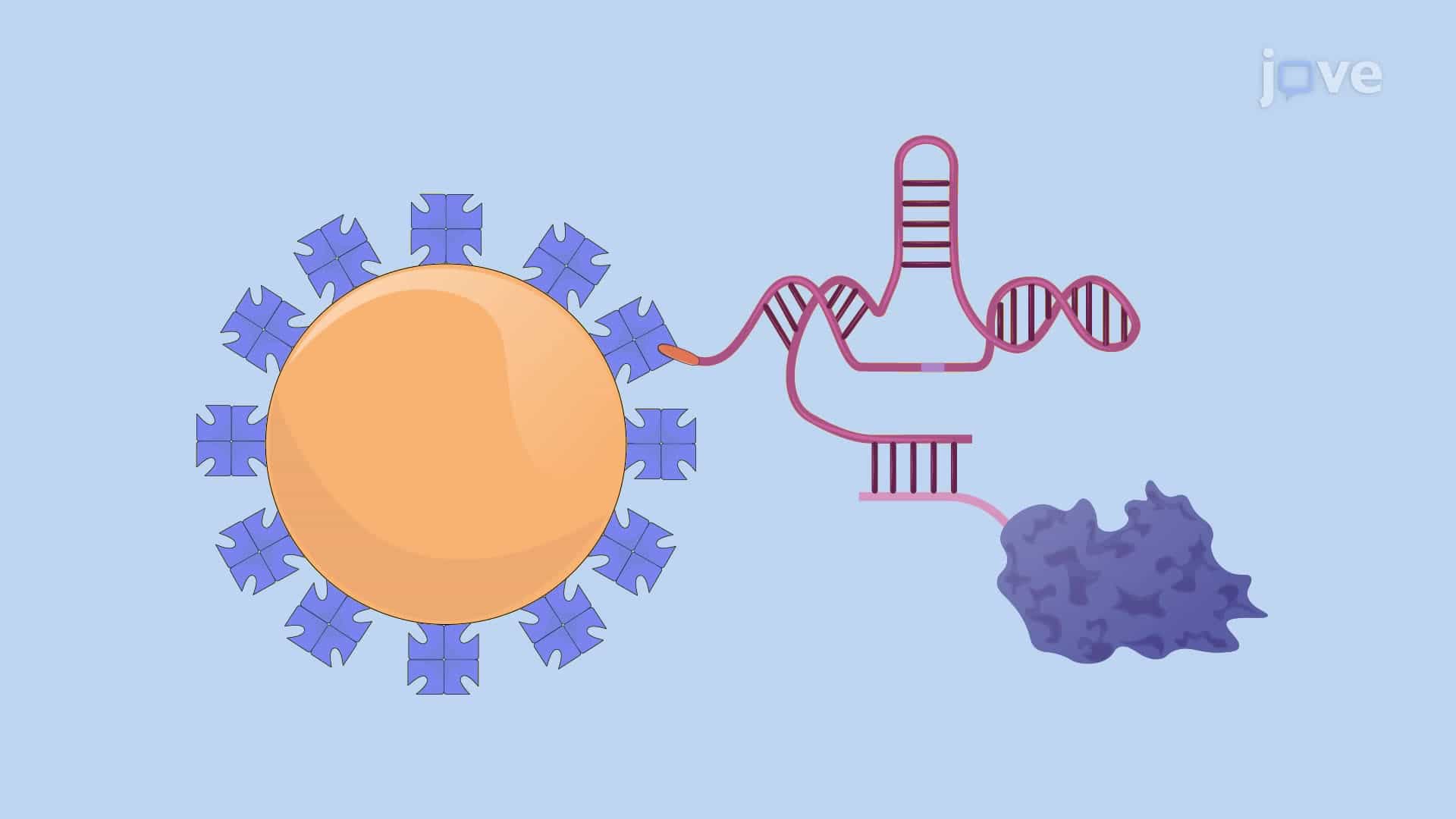 Colorimetric Detection of a Bacterial Biomarker Using a Modified Litmus Test