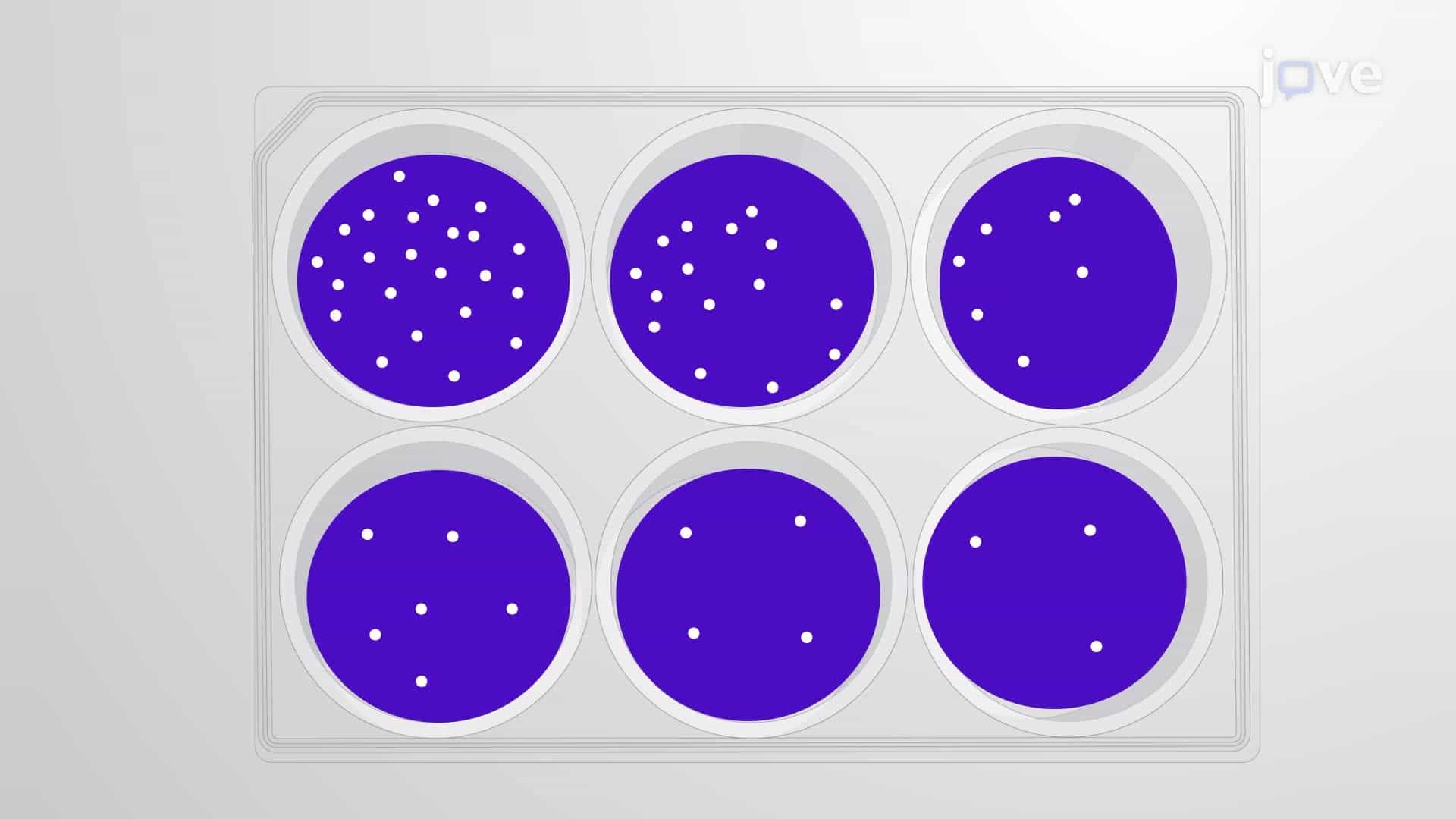 Determining Antiviral Efficacy of Experimental Drugs Through a Plaque Assay