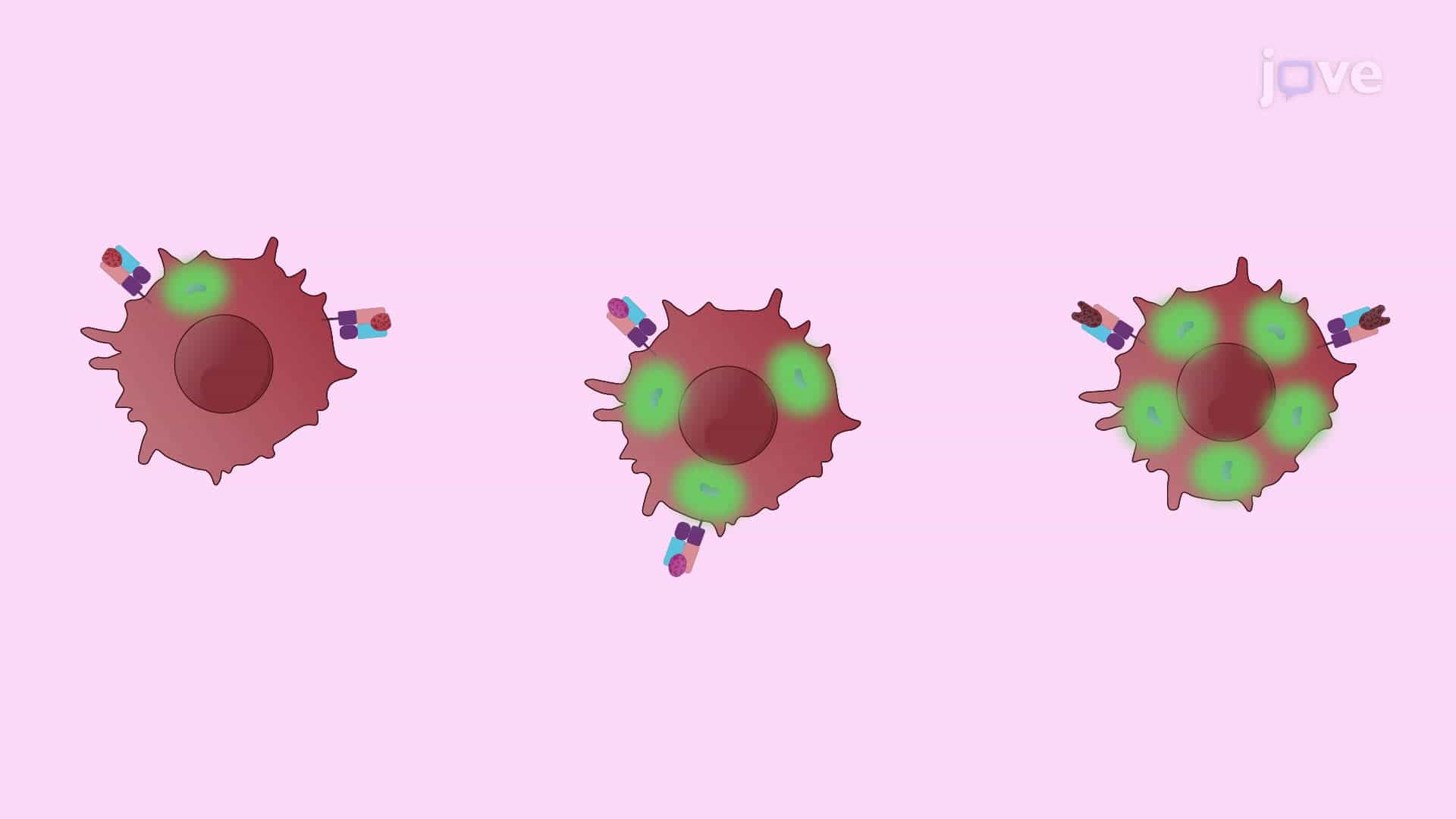 An Assay to Evaluate Immunodominance in Cytotoxic T Lymphocyte Responses