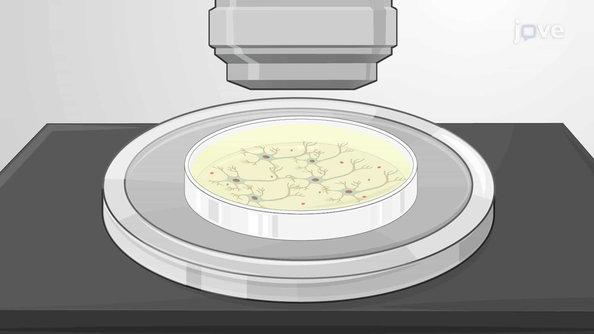 A Technique to Assess the Inhibitory Effect of Toxin Exposure on Miniature Excitatory Postsynaptic Currents (mEPSCs)