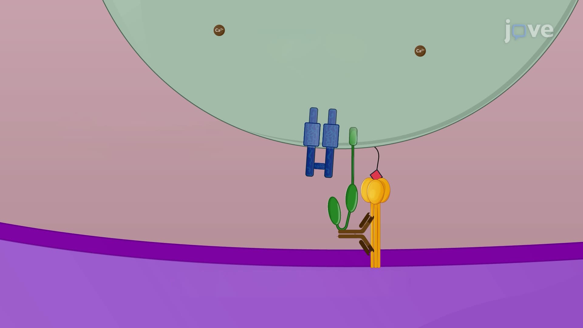 Measuring the Activation of Fc-Mediated Effector Functions by HA Antibodies
