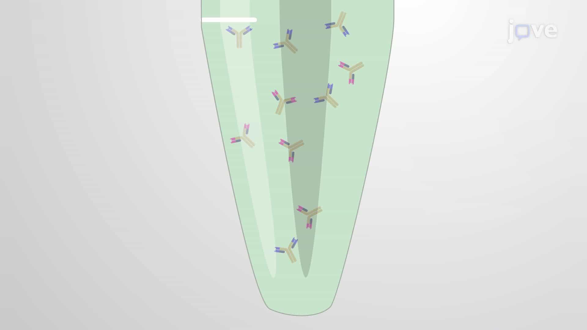 A Hybridoma Technology for Producing Monoclonal Antibodies against a Metallopeptidase