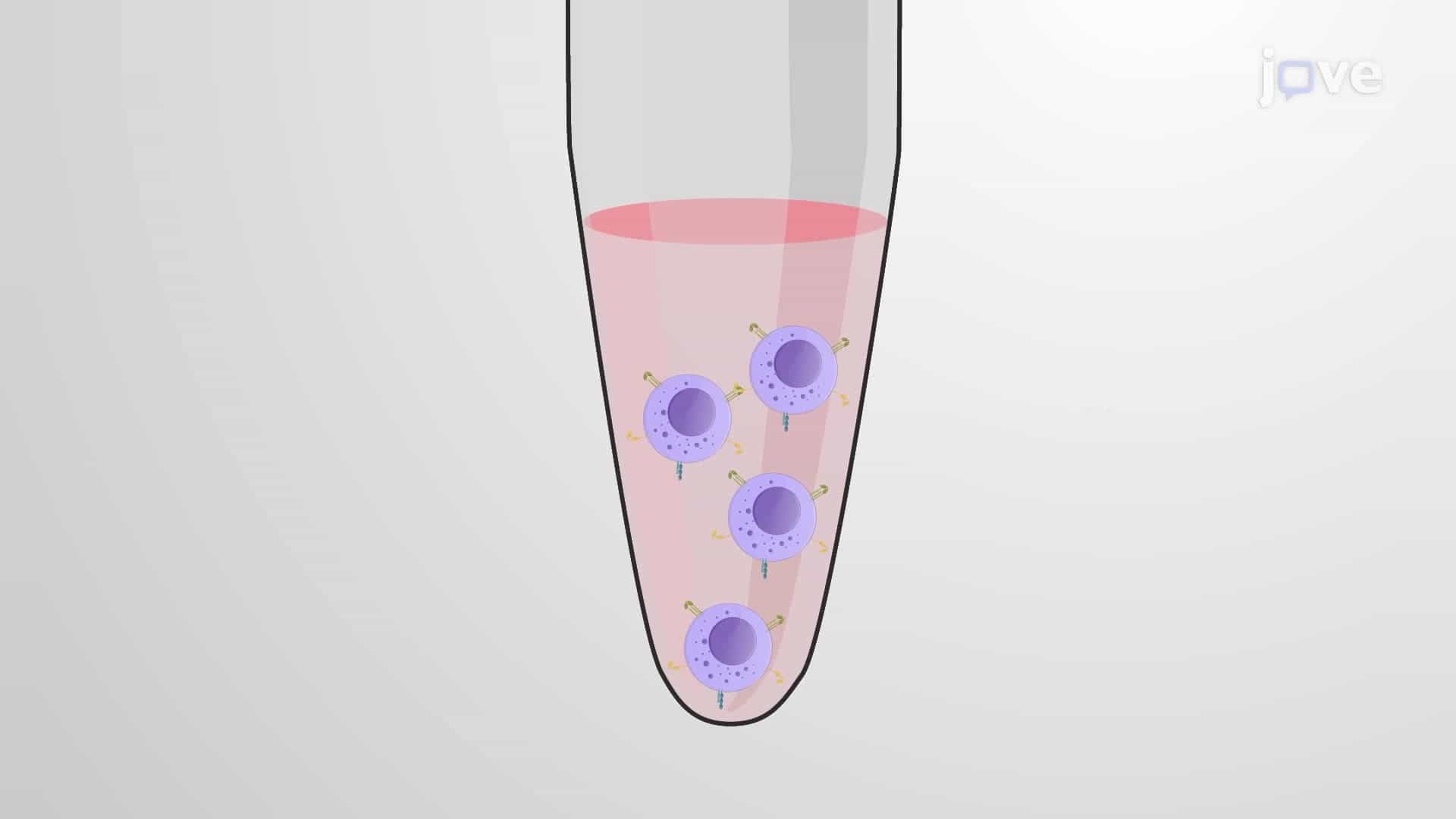An In Vitro Artificial Activation Assay for Studying Fc Receptor Activation by Antibodies