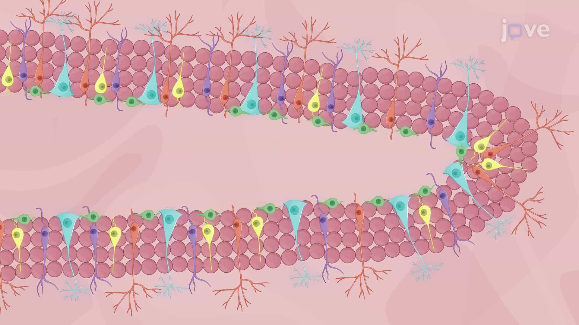 An Immunofluorescence Staining Technique to Detect Adult Hippocampal Neurogenesis