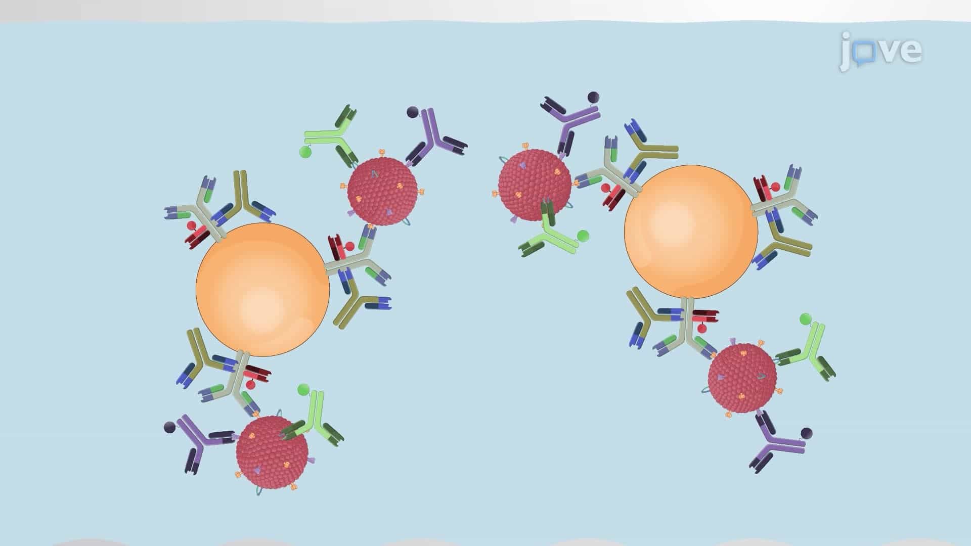 Immunocapture and Flow Cytometry of Extracellular Vesicles for Antigenic Characterization
