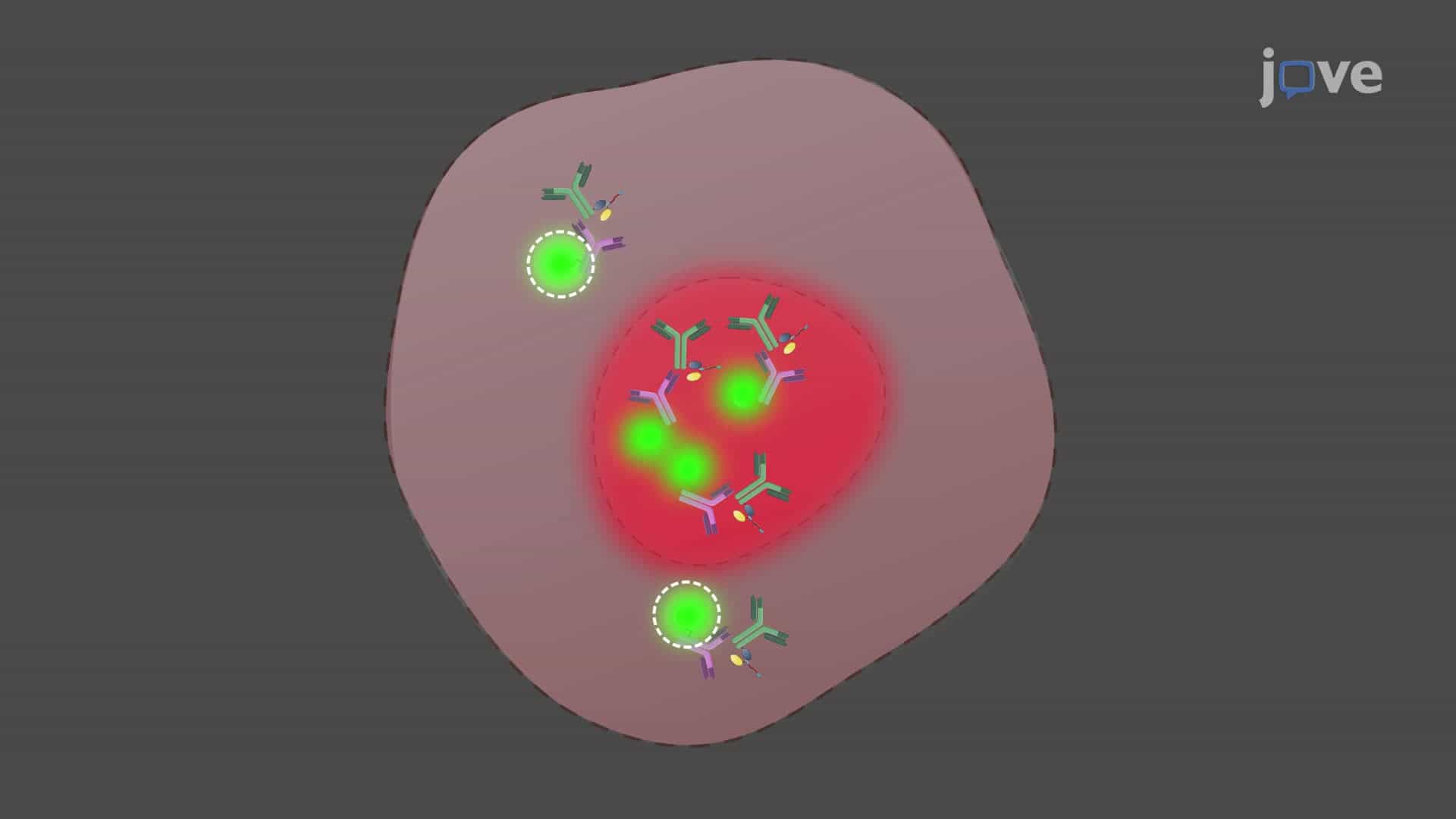 Evaluating the Intracellular Distribution of Virus-Derived Peptide-Modified Antibody Conjugates