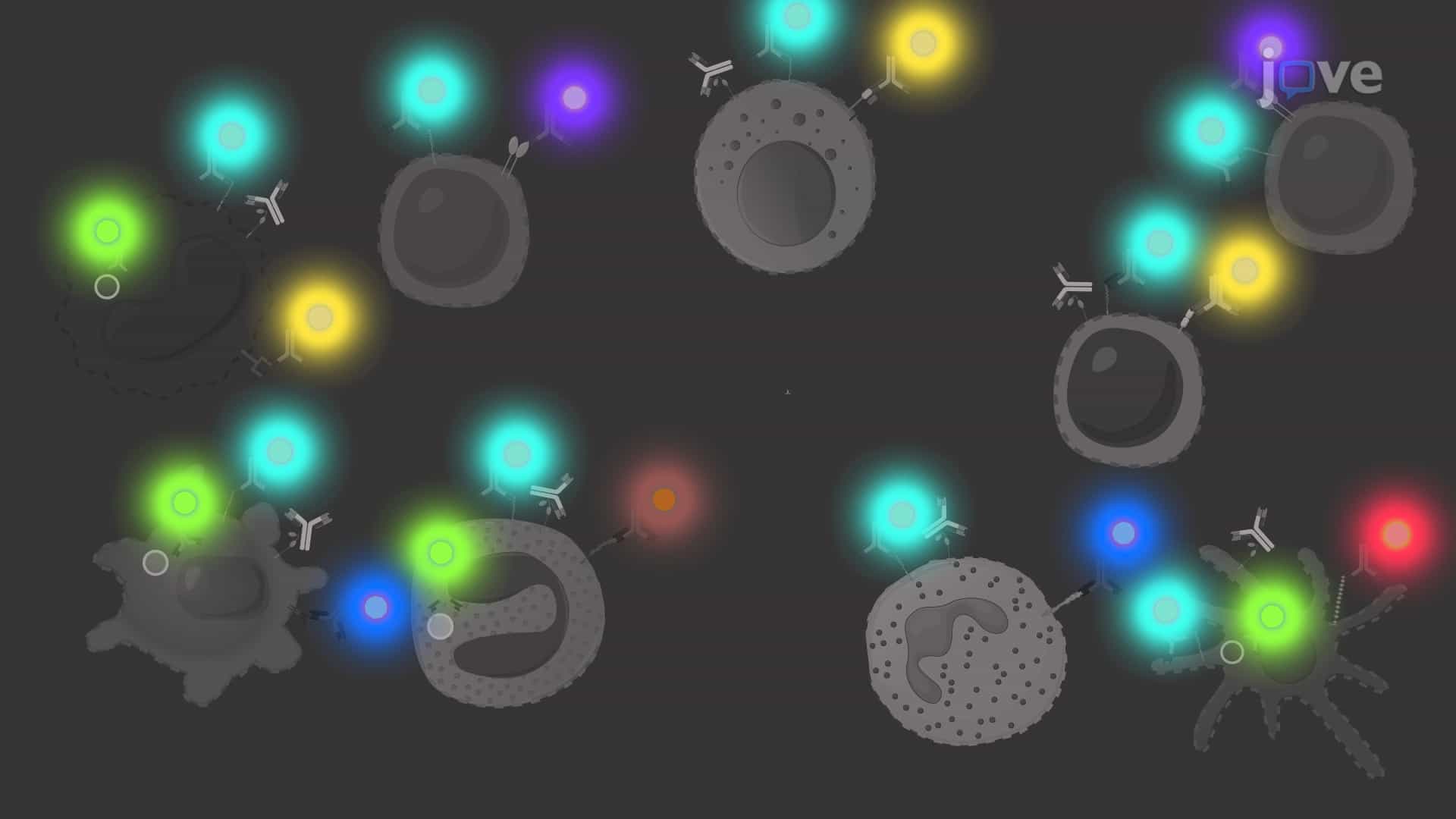 An In Vitro Method to Identify Innate and Adaptive Immune Cells Residing in Murine Lungs