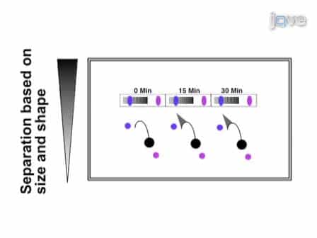 Visualization of UV-induced Replication Intermediates in E. coli using Two-dimensional Agarose-gel Analysis