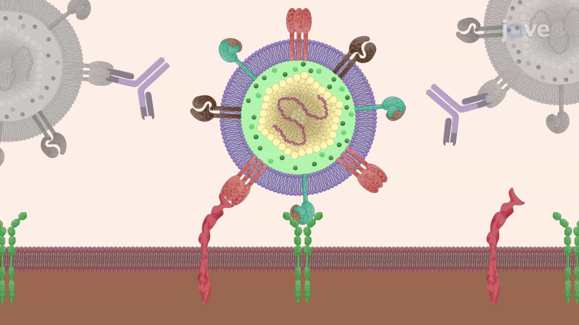 An Immunofluorescence Method to Measure the Neutralization of Human Cytomegalovirus