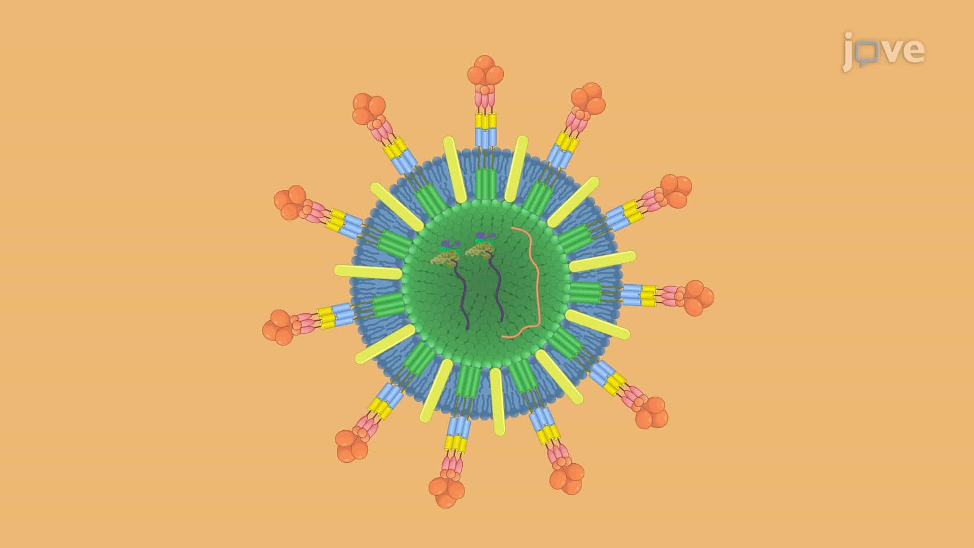 Assessing Functional SARS-CoV-2 Neutralizing Antibodies