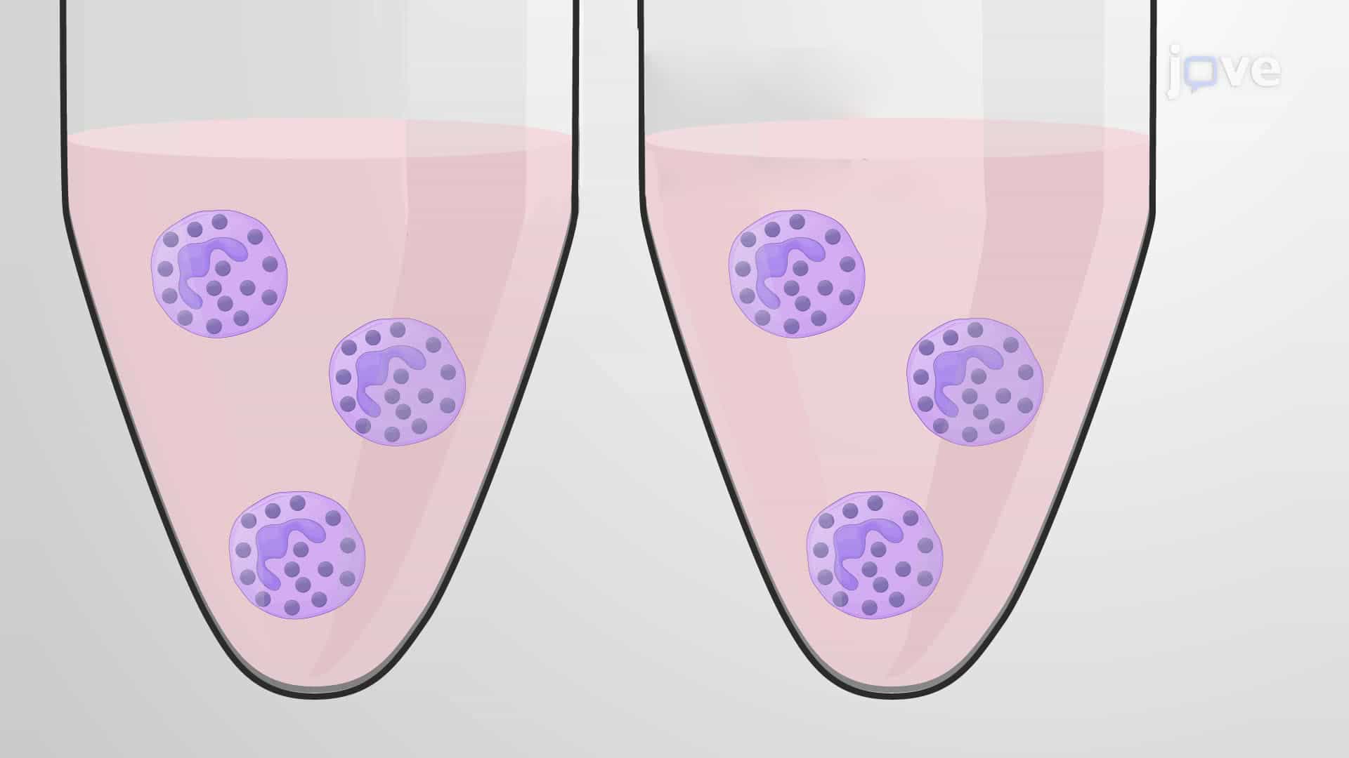 A Degranulation Assay to Monitor Neutrophil Activation and Gelatinase Release