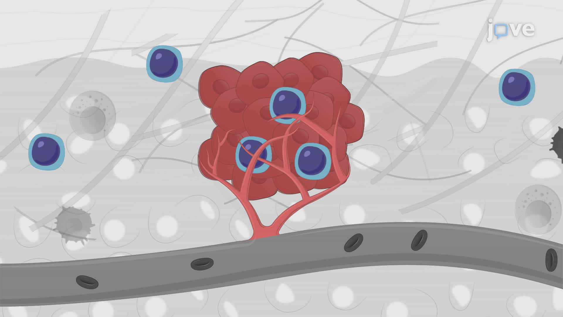 A Technique to Generate a Human PBMC-Engrafted Humanized Xenograft Mouse Model