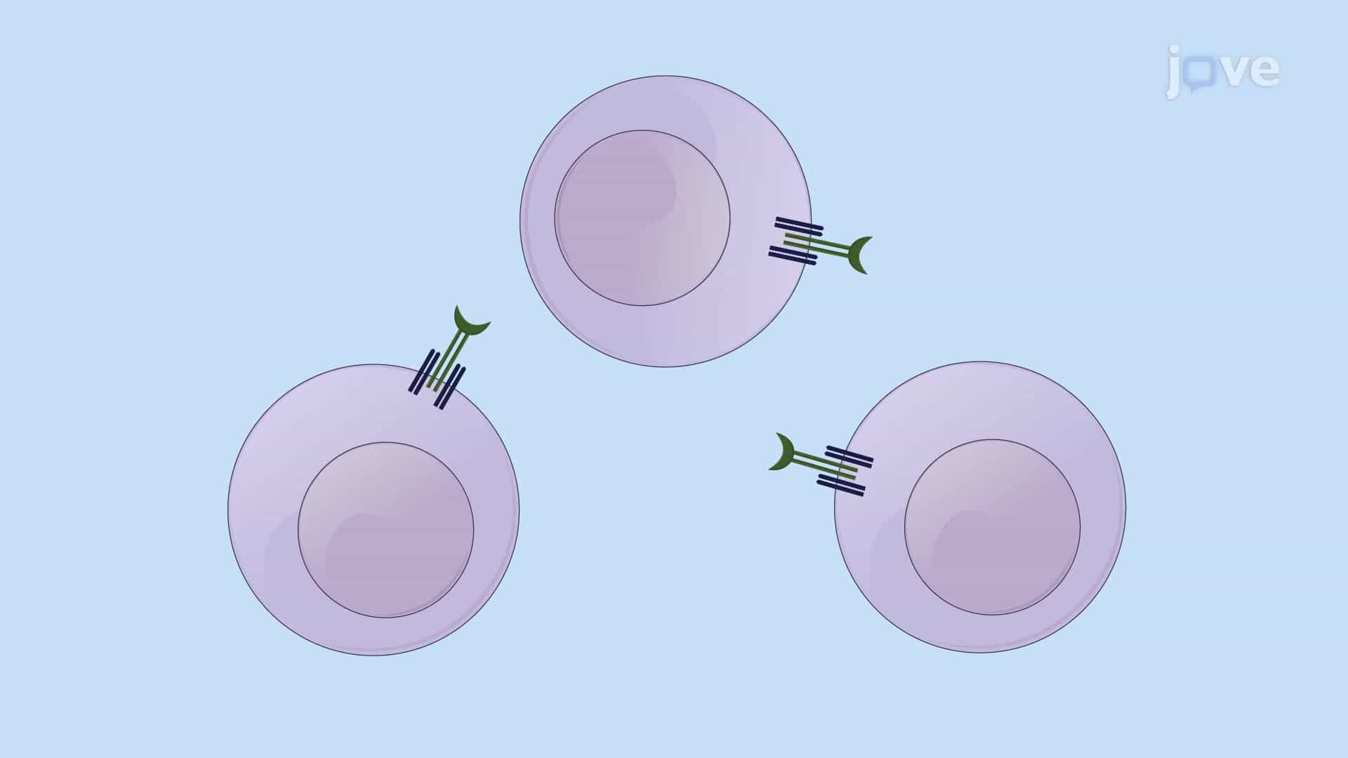 Suppressing Hepatitis B Virus Replication Using Viral Antigen-Specific T Cells