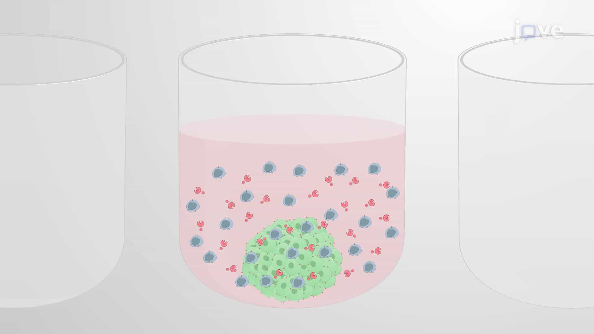 An In Vitro Assay to Assess CAR T Cell Cytotoxicity against Tumor Spheroids
