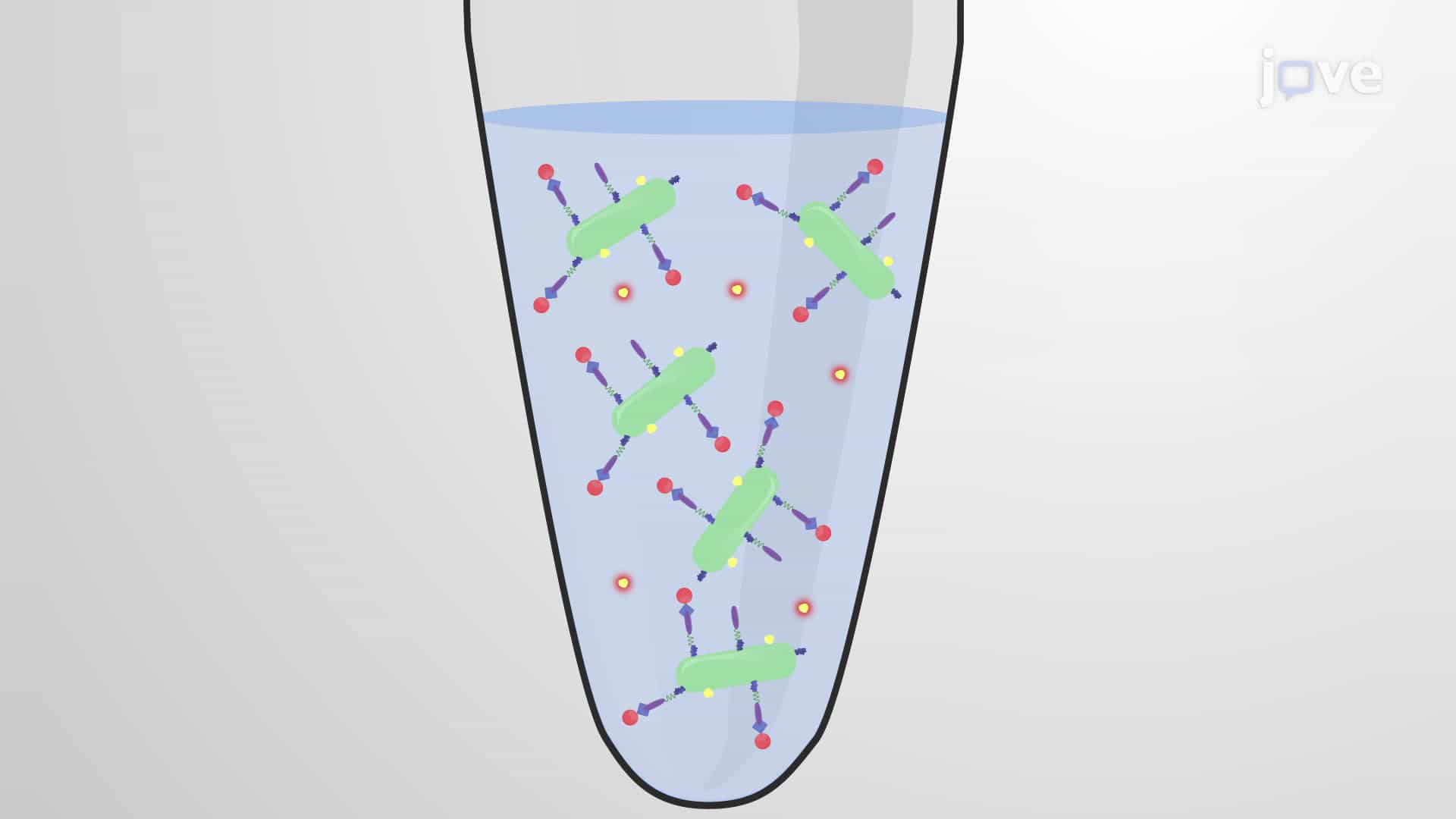 An Avidin-Biotin Conjugation Technique for Presenting Target Antigens on Mycobacterium bovis BCG