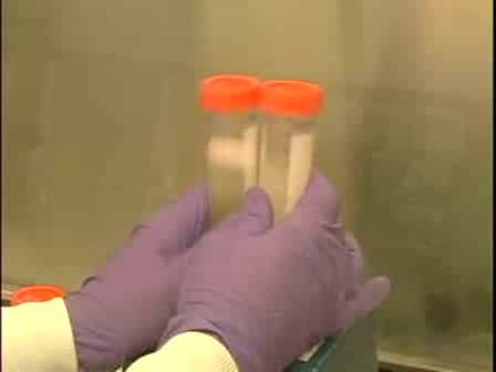 Maintaining Wolbachia in Cell-free Medium