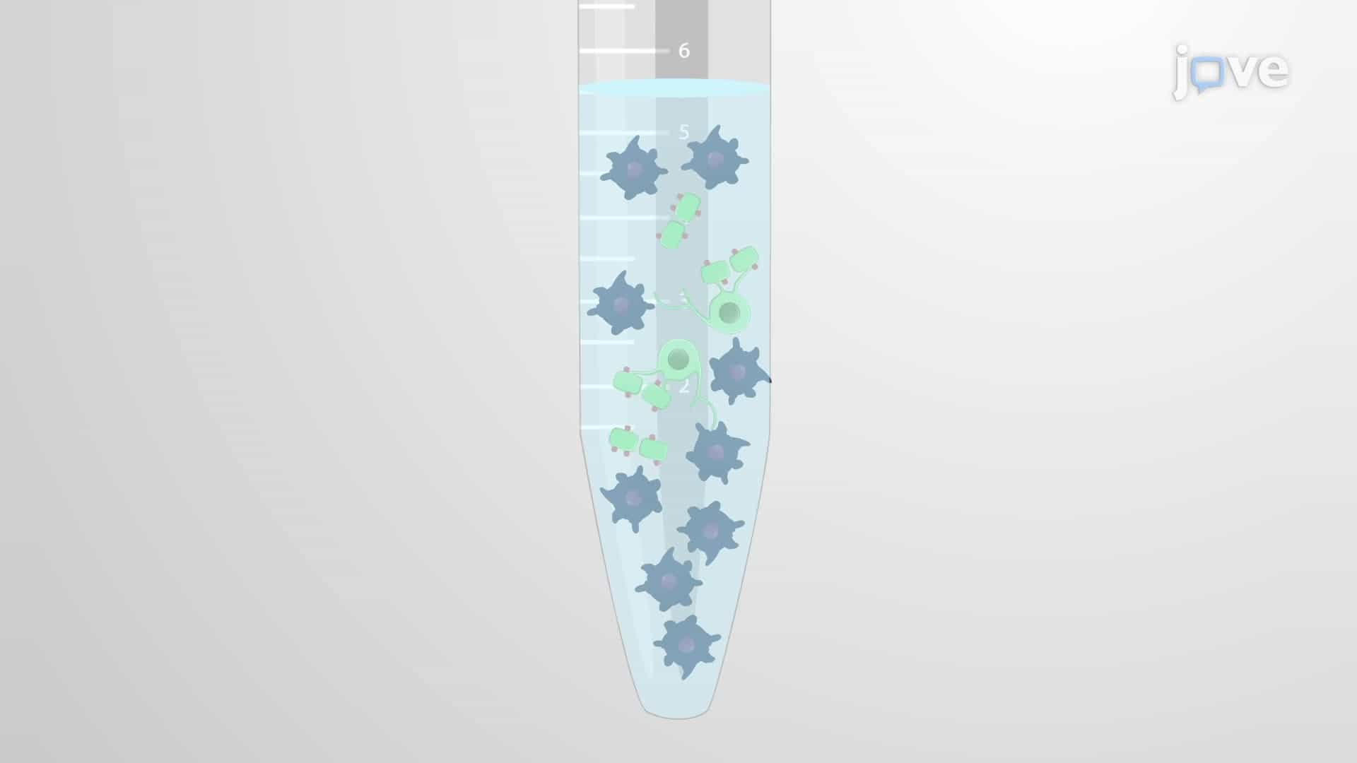 Isolation of Microglia from the Cortex of an Adult Mouse Brain