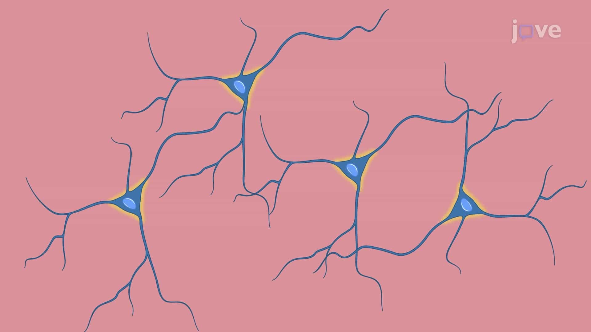 Direct Neuronal Reprogramming of Mouse Astrocytes into Neurons