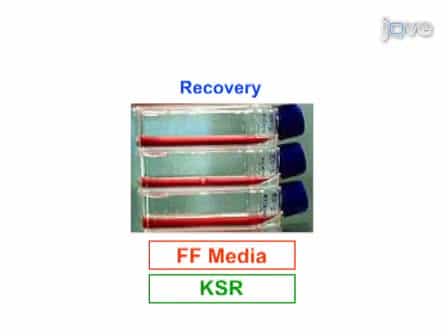 Cryopreserving and Recovering of Human iPS Cells using Complete KnockOut Serum Replacement Feeder-Free Medium