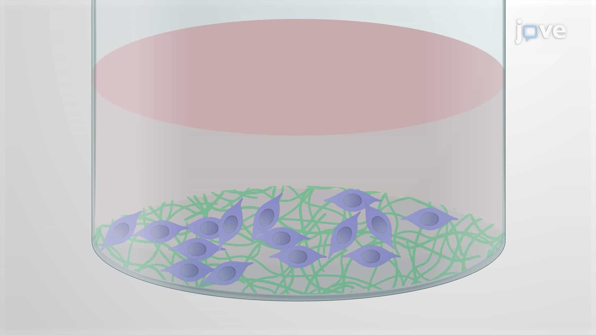 Direct Reprogramming of Hematopoietic Progenitor Cells into Neural Stem Cells