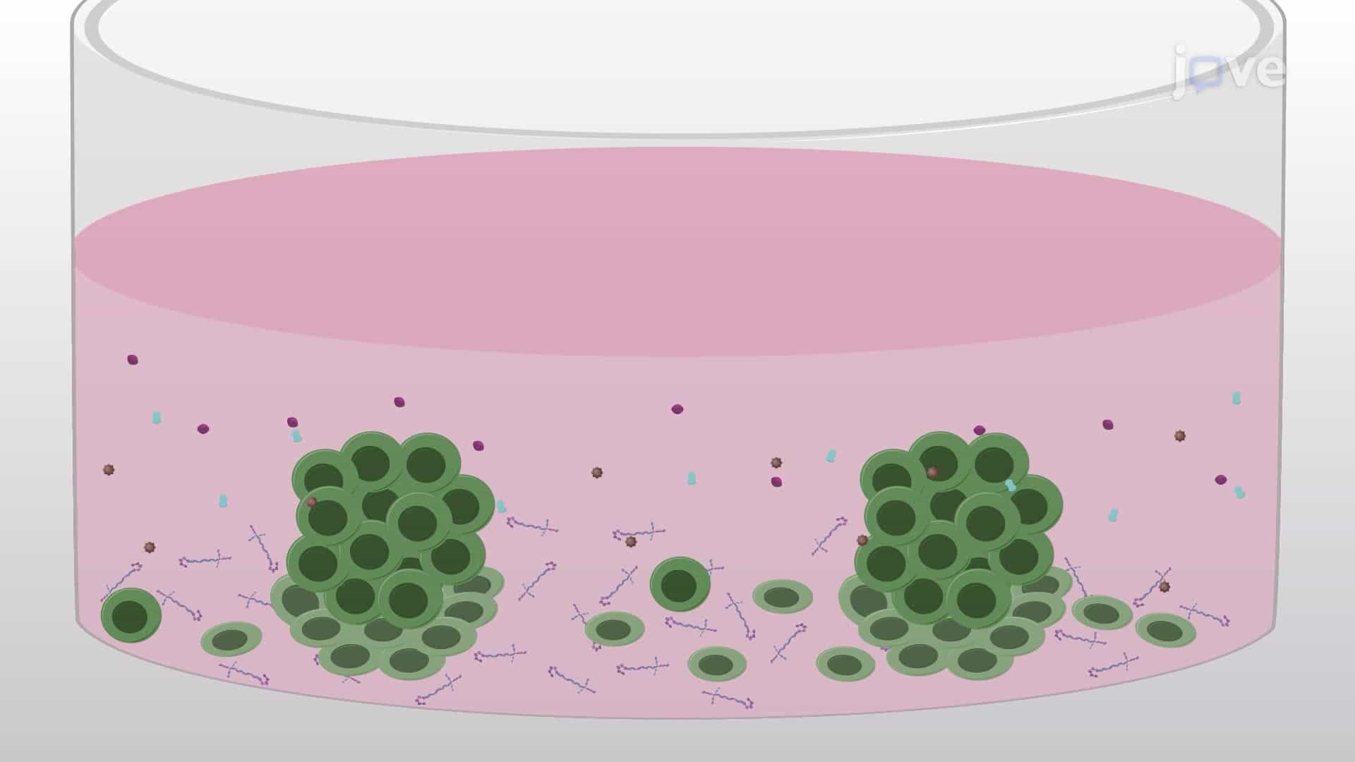 Isolating Induced Neural Progenitor Cell Colonies Derived From Adult Human Fibroblasts