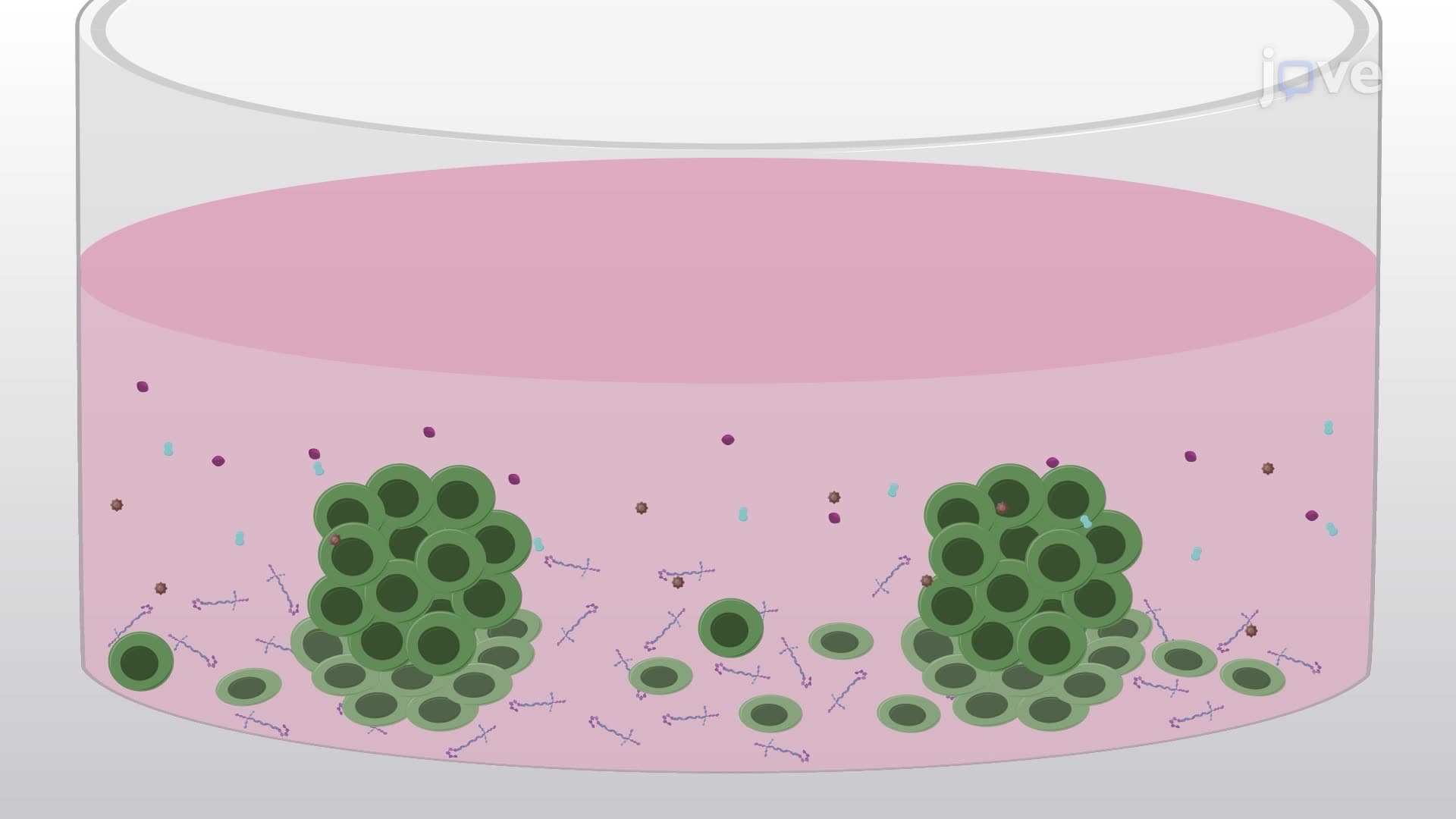 Isolating Induced Neural Progenitor Cell Colonies Derived From Adult Human Fibroblasts