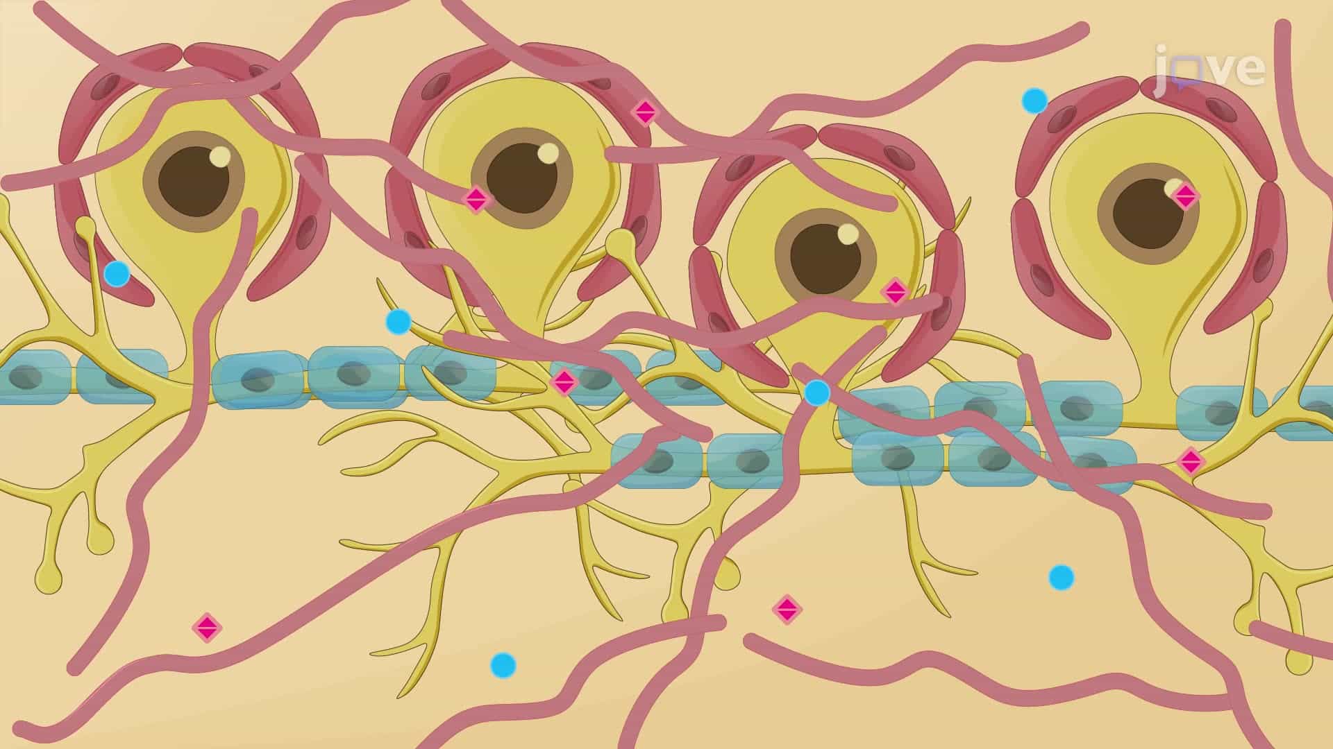 Isolation of Cells from Sensory Ganglia