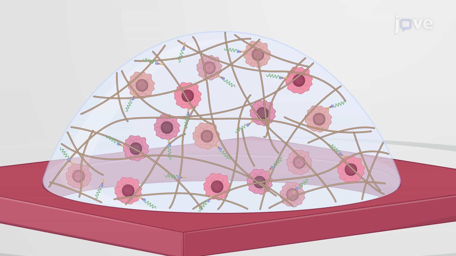 A Hyaluronic Acid-Based Hydrogel for 3-Dimensional Culture of Glioblastoma Cells