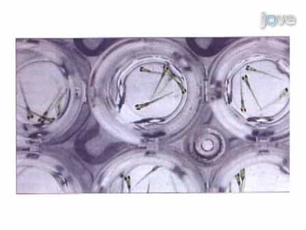 Large Scale Zebrafish-Based In vivo Small Molecule Screen