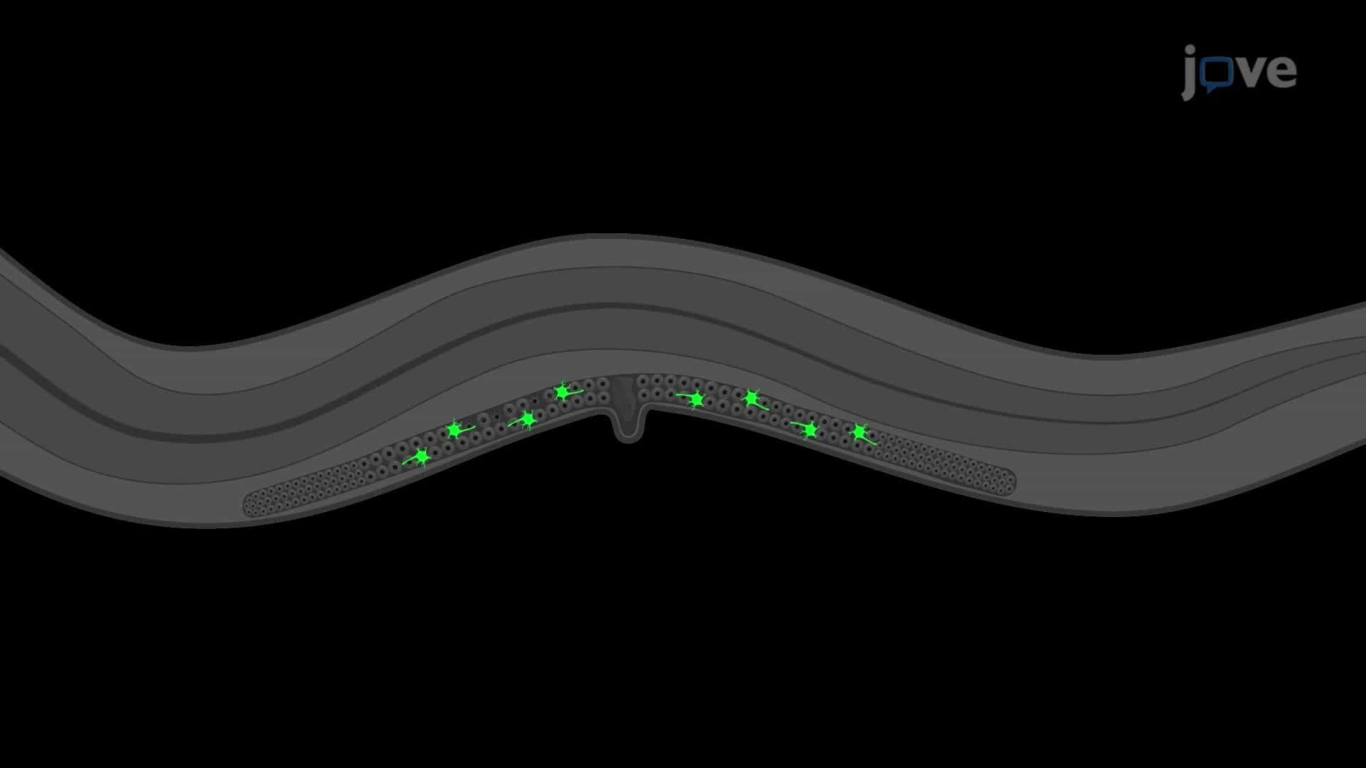Cell Fate Reprogramming of Nematode Germ Cells into Neurons
