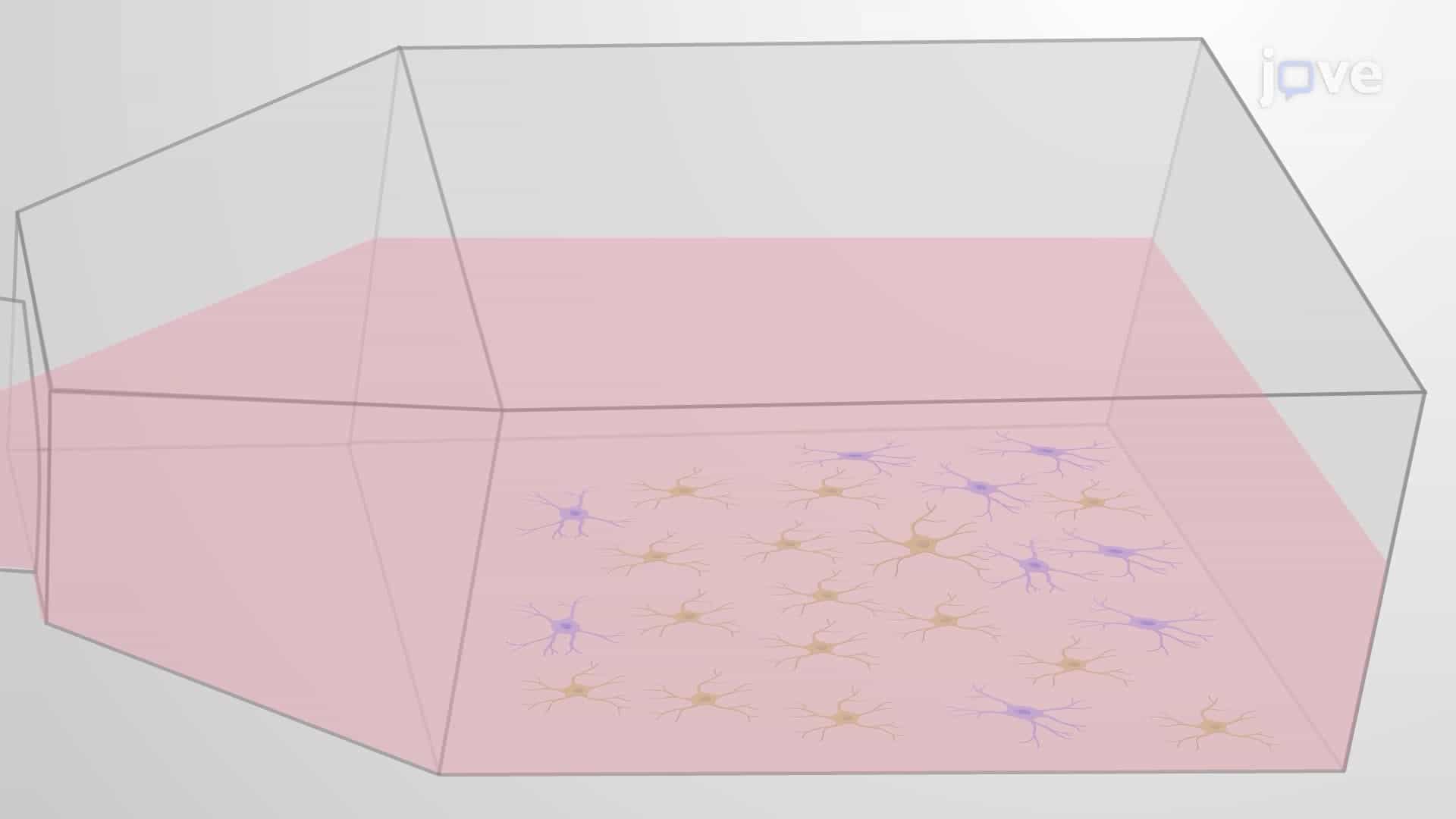 Obtaining a Mixed Glial Cell Culture from a Neonatal Mouse Brain