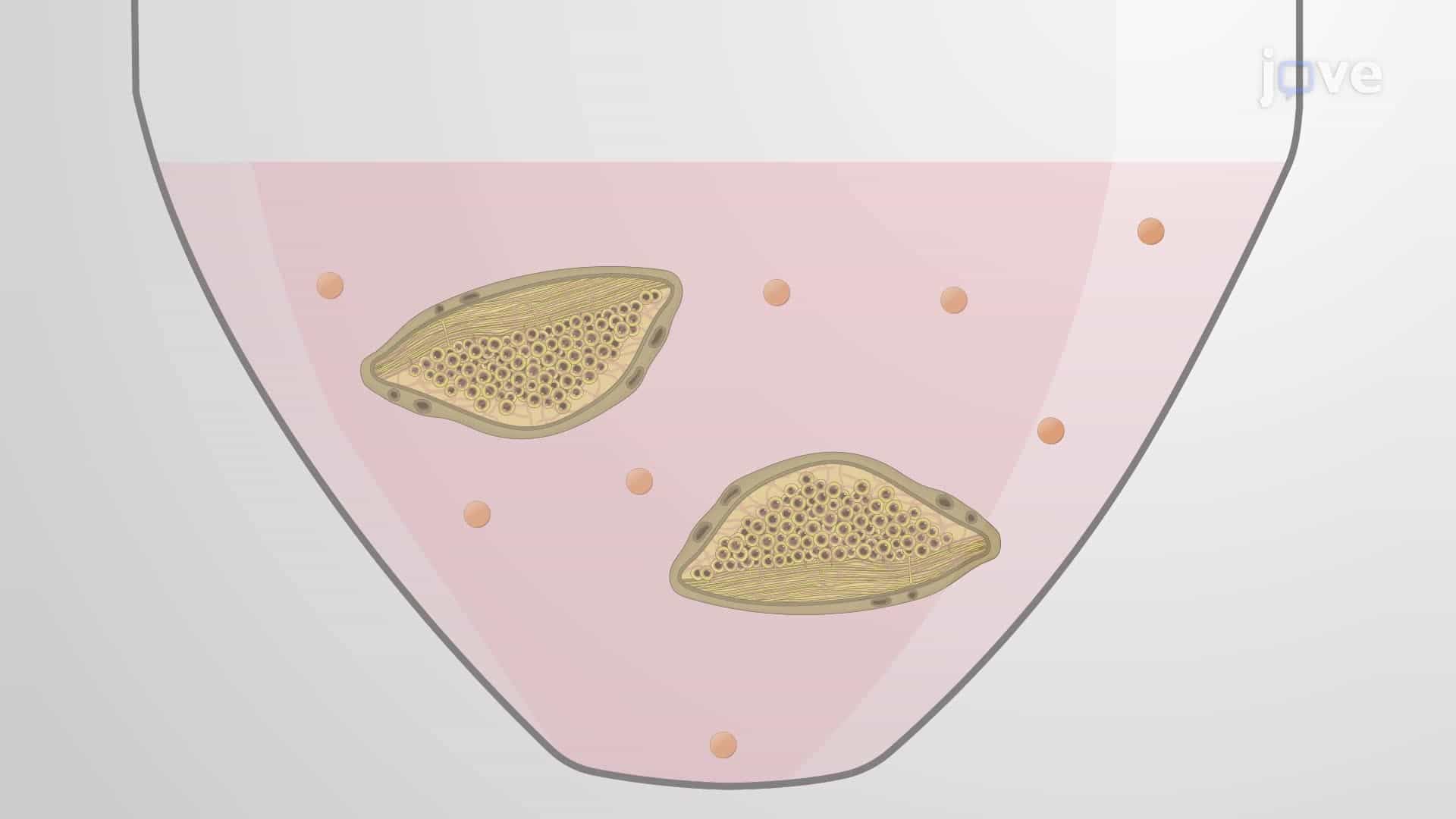 Isolating Sensory Neurons and Co-Culturing with Natural Killer Cells