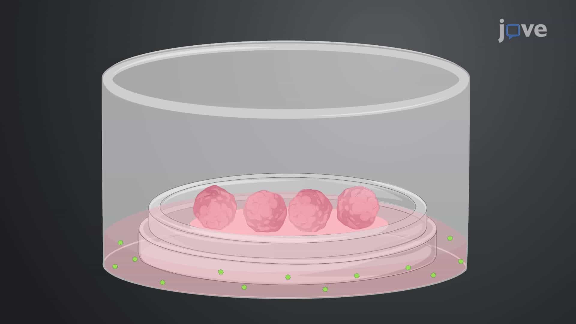 Development and Maintenance of Serum-Free Embryoid Bodies