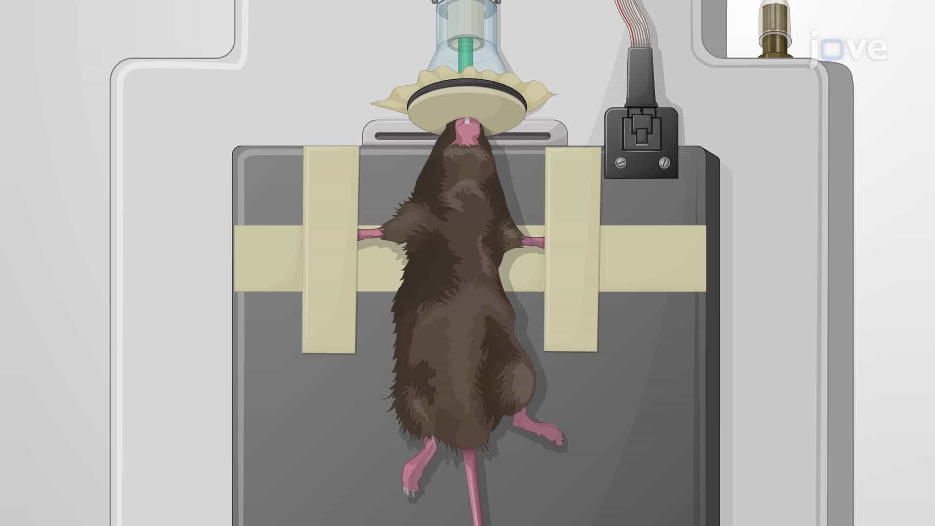 Measuring Compound Muscle Action Potentials in Mouse Forelimb Muscles In Vivo