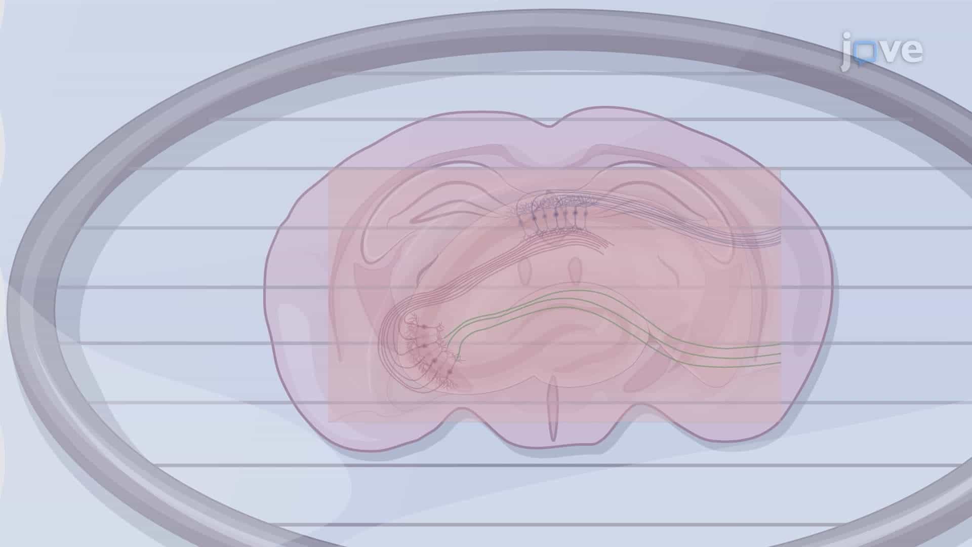 Measurement of Evoked Potassium Ion Concentration Dynamics in Coronal Hippocampal Slices