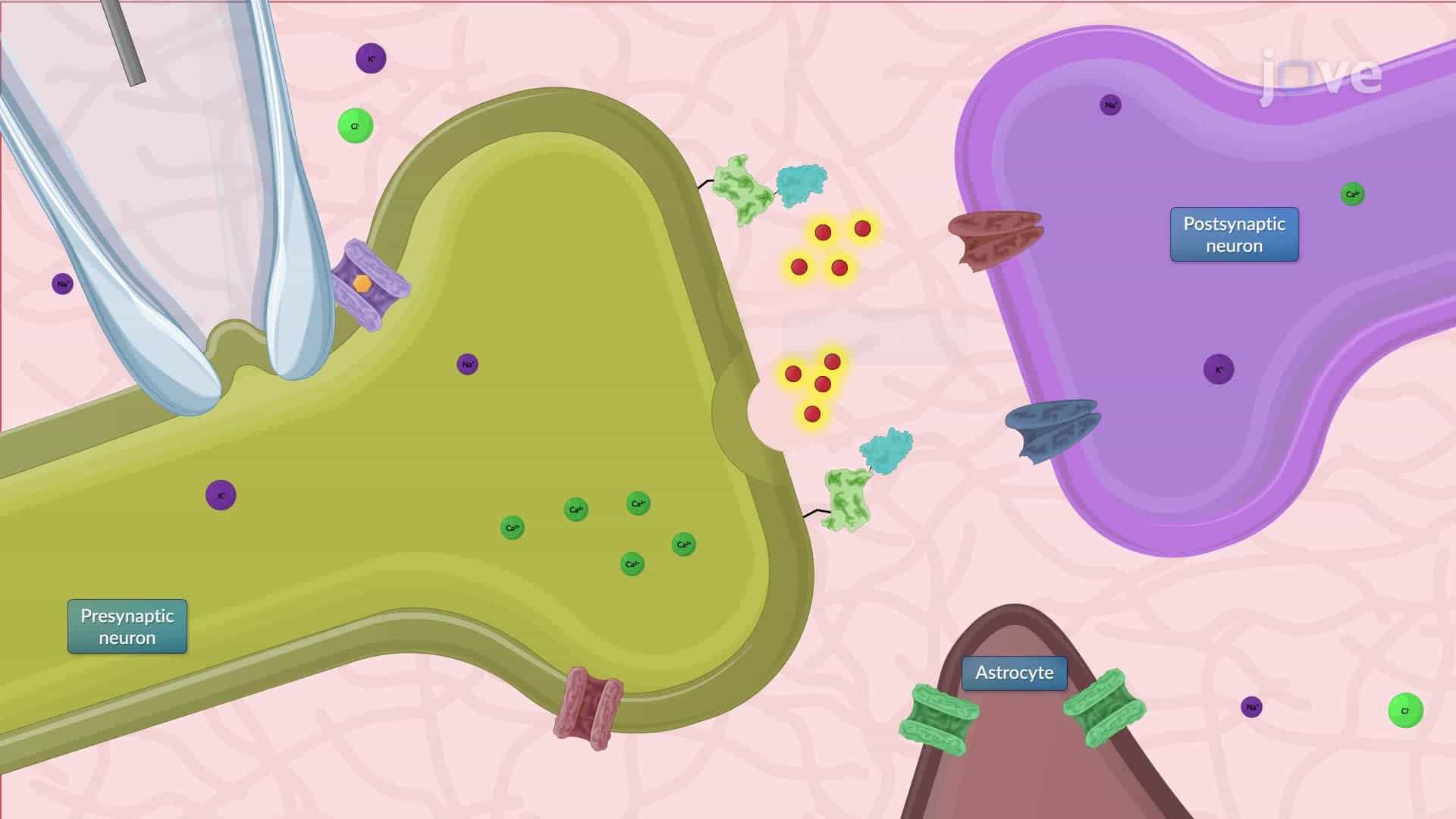 Analyzing the Glutamate Release and Clearance at a Single Neuron Synapse in a Mouse Brain Slice