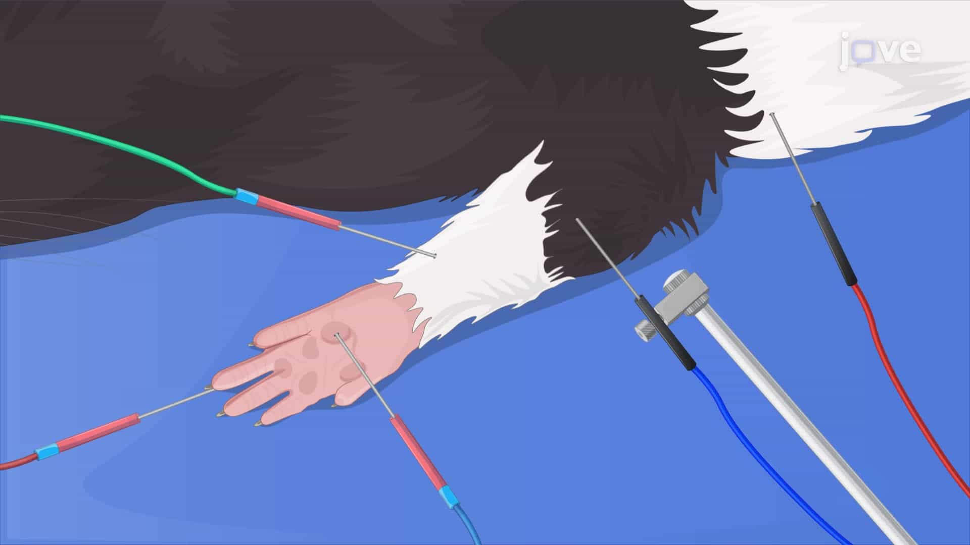In Vivo Measurement of the Compound Muscle Action Potential in a Rat