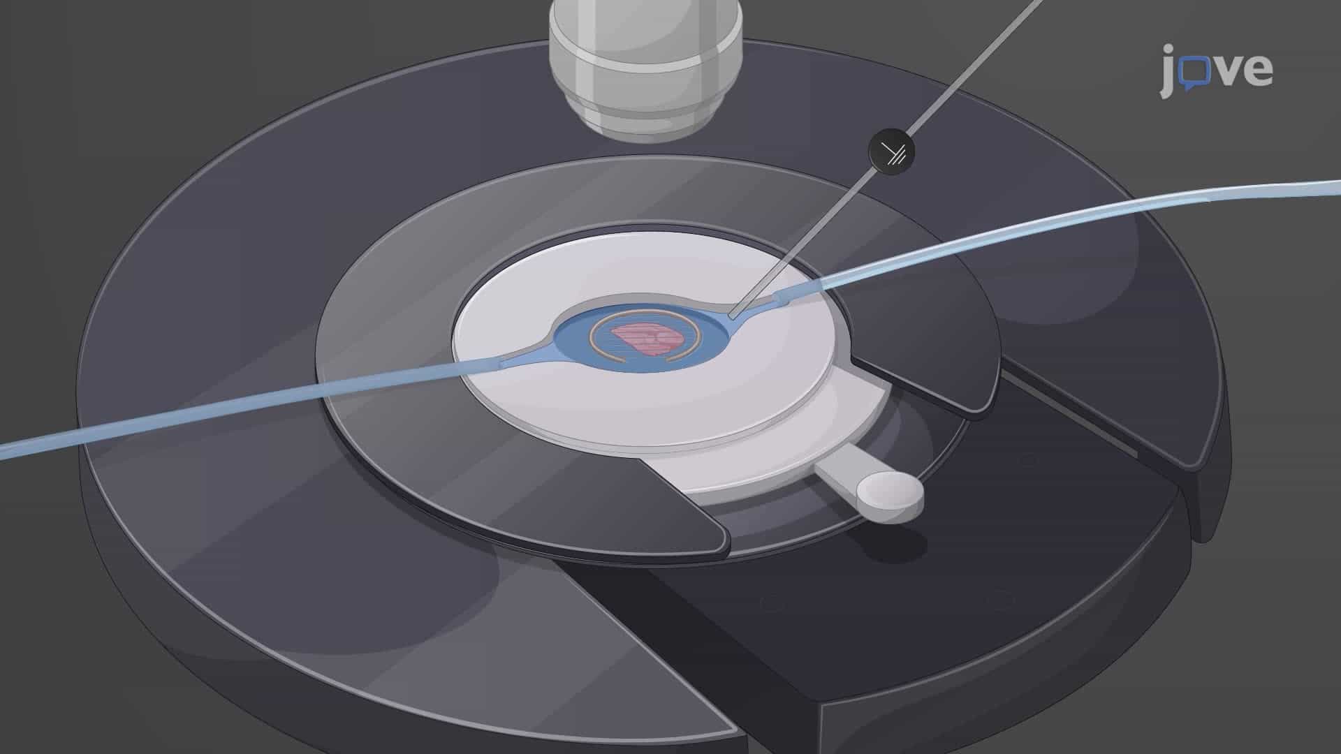 Recording of Local Field Potential in Mouse Hippocampal-Entorhinal Cortex Slices