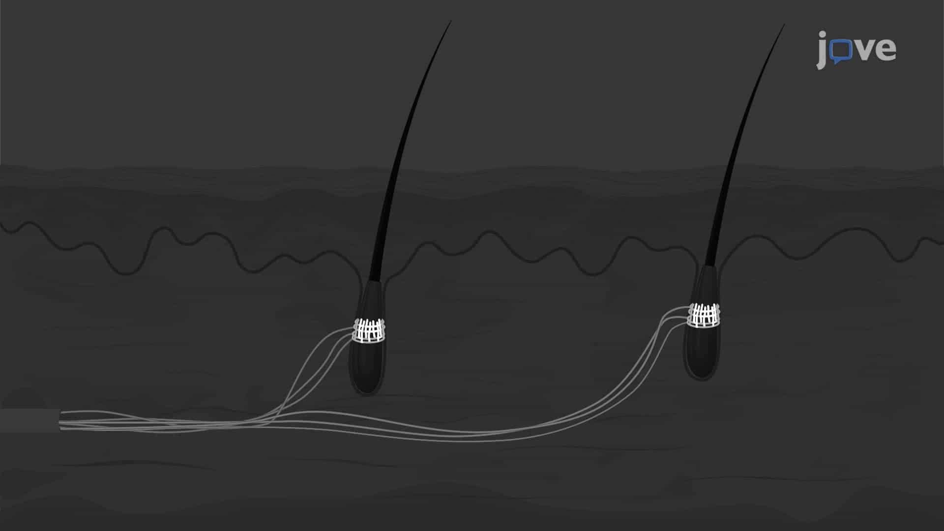 Combined Recording of Mechanically Stimulated Afferent Output and Nerve Terminal Labelling in Mouse Hair Follicles