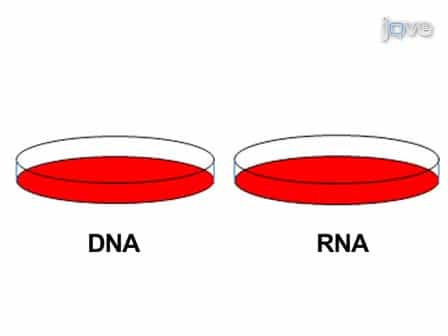 An Allele-specific Gene Expression Assay to Test the Functional Basis of Genetic Associations