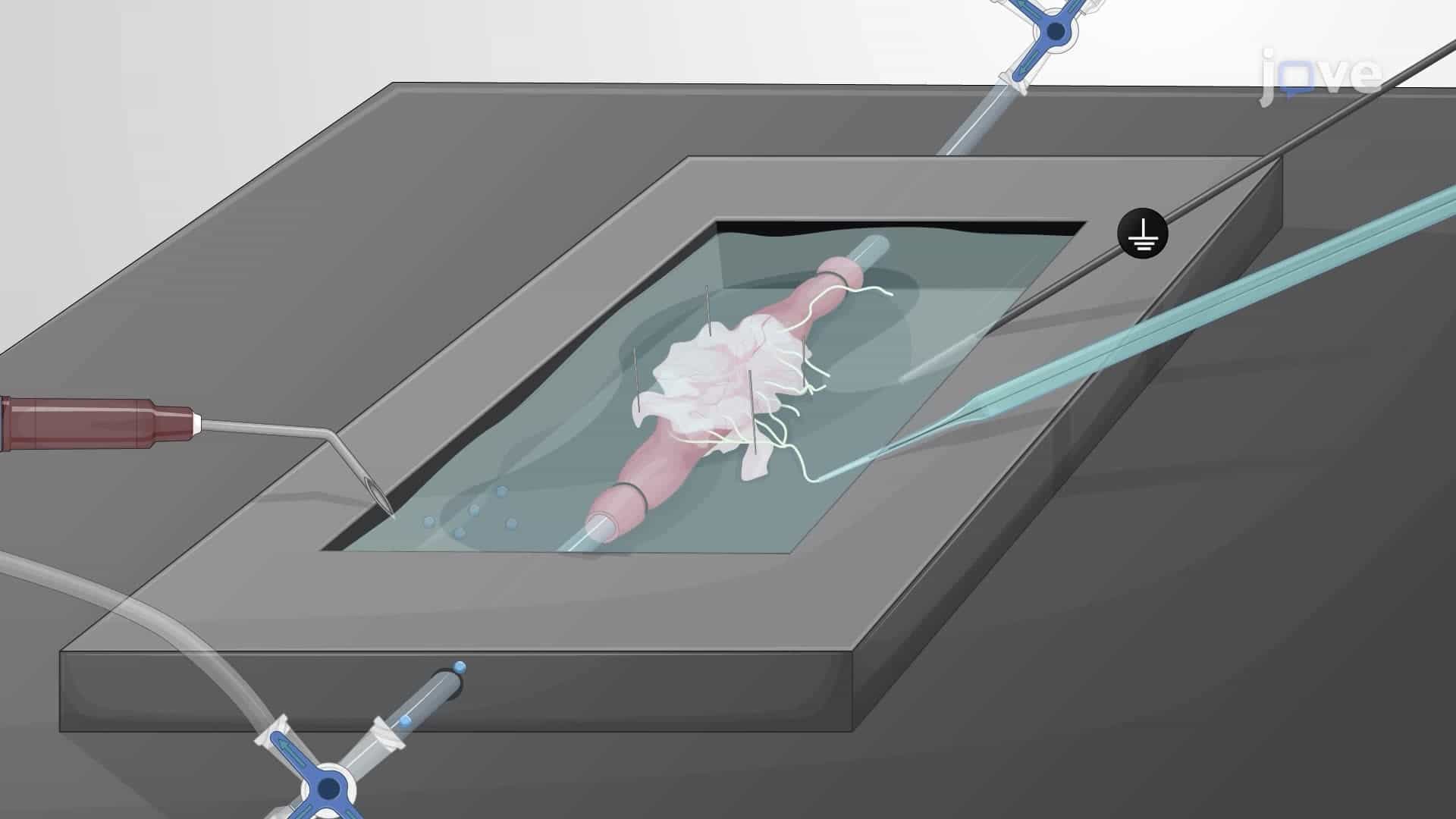 Electrophysiological Recording from Colonic Afferent Nerves in an Ex Vivo Rat Colon