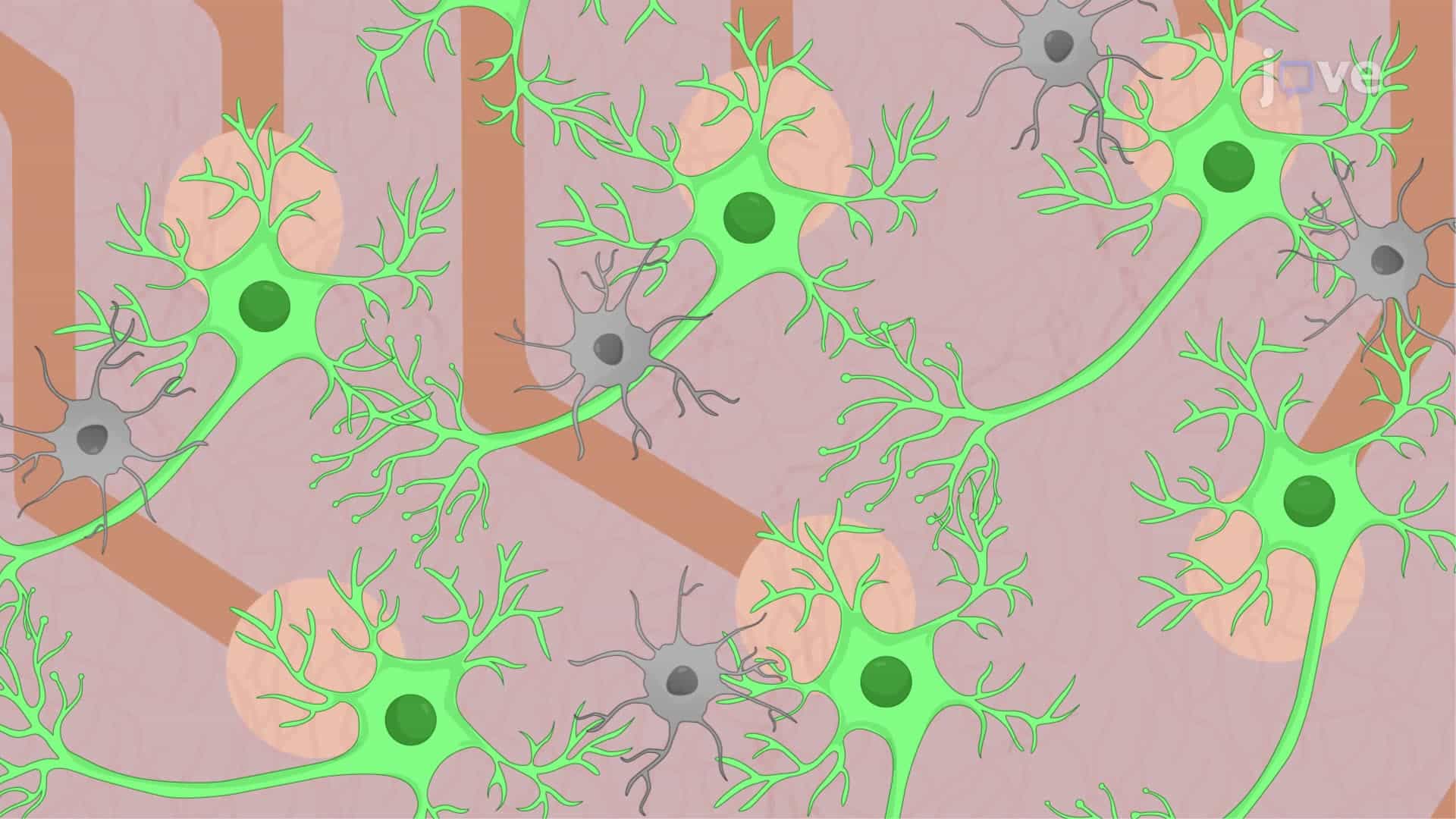Recording Electrophysiological Activity of the Neuronal Network in a Neuron-Astrocyte Co-culture