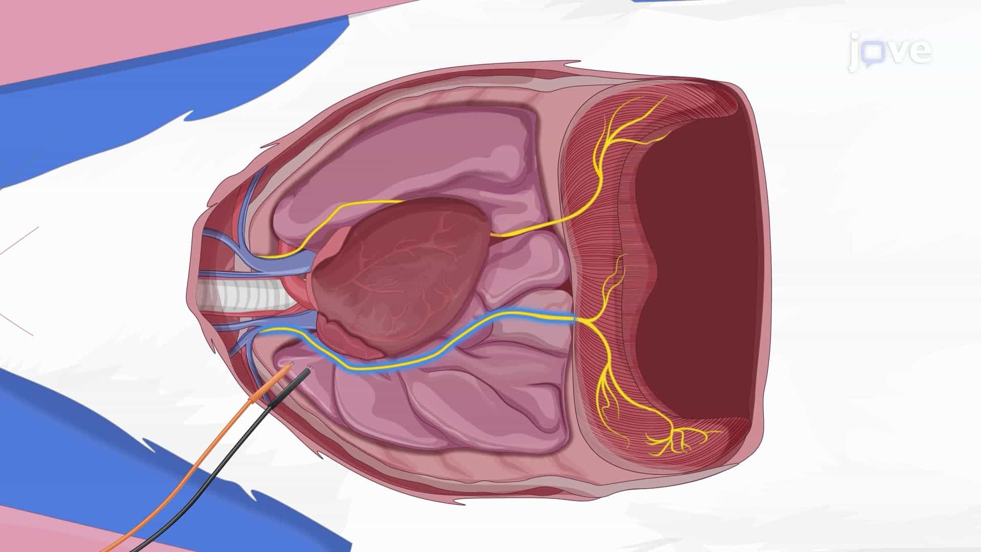 Measuring Compound Muscle Action Potentials by Stimulating the Phrenic Nerve in a Rat